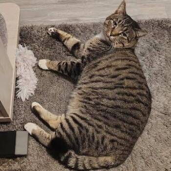 Baba COURTESY POST -  Tabby and Domestic Short Hair Cat for Adoption in Sacramento, California - Baba COURTESY POST | PetCurious