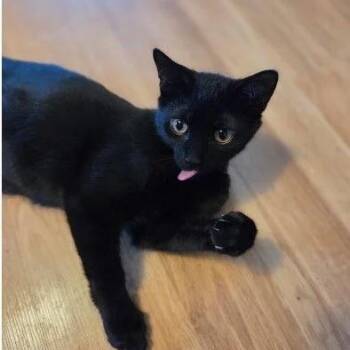 Pumpkin -  Domestic Short Hair Cat for Adoption in Bridgeport, Connecticut - Pumpkin | PetCurious
