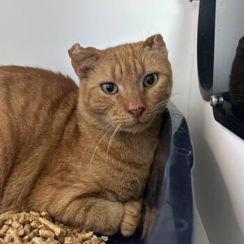 Fanta -  Domestic Short Hair Cat for Adoption in Port Richey, Florida - Fanta | PetCurious