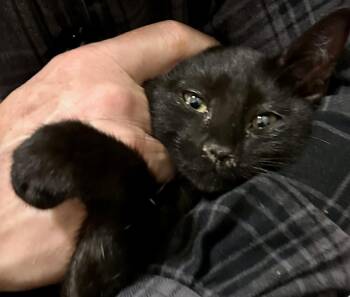 Scraggle Rock -  Domestic Long Hair Cat for Adoption in Sonora, California - Scraggle Rock | PetCurious
