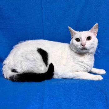 Muchacho -  Domestic Short Hair Cat for Adoption in Waterloo, Iowa - Muchacho | PetCurious
