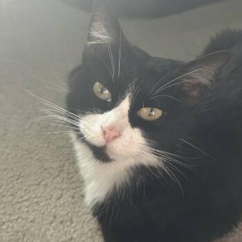 Cora C11380 -  Domestic Short Hair Cat for Adoption - Cora C11380 | PetCurious