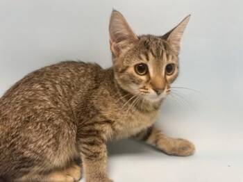 Miley -  Domestic Short Hair Cat for Adoption in Minneapolis, Minnesota - Miley | PetCurious