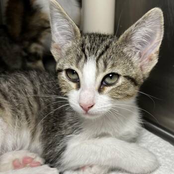 Domestic Short Hair Cats Available for Adoption in Palm Springs, California - Claire | PetCurious