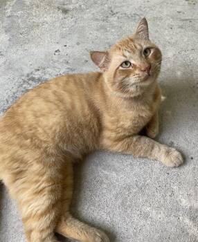 Morris -  Domestic Short Hair and Tabby Cat for Adoption in Fort Walton Beach, Florida - Morris | PetCurious