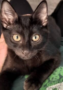 PI - CH kitty -  Domestic Short Hair Cat for Adoption in Frisco, Texas - PI - CH Kitty | PetCurious