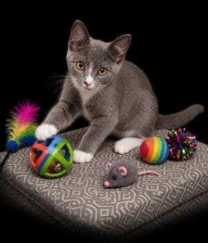 Simon -  Domestic Short Hair Cat for Adoption in Buford, Georgia - Simon | PetCurious
