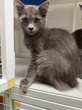 26-33 Maryweather -  Domestic Medium Hair Cat for Adoption in St. Helens, Oregon - 26-33 Maryweather | PetCurious