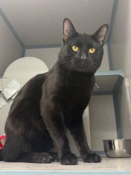 Bellamy -  Domestic Short Hair Cat for Adoption in Montgomery, New Jersey - Bellamy | PetCurious