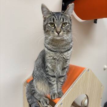 Rescue Domestic Short Hair Cats for Adoption in Medina, Ohio - Peanut Butter | PetCurious