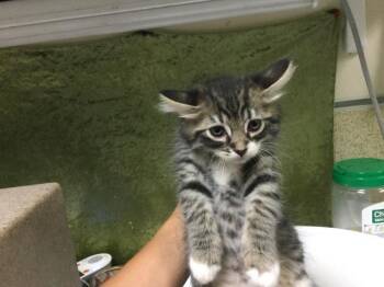 TIGGER -  Domestic Short Hair Cat for Adoption in Riverside, California - TIGGER | PetCurious