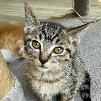 Diego -  Domestic Short Hair Cat for Adoption in Mount Rainier, Maryland - Diego | PetCurious