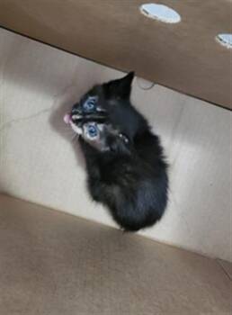 XIOMARA -  Domestic Long Hair Cat for Adoption in Dallas, Texas - XIOMARA | PetCurious