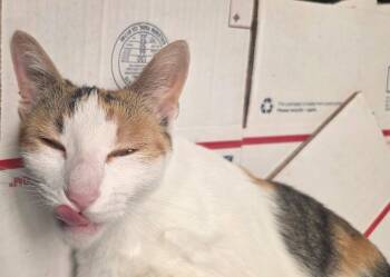 Miki -  Calico Cat for Adoption in Palo Alto, California - Miki | PetCurious