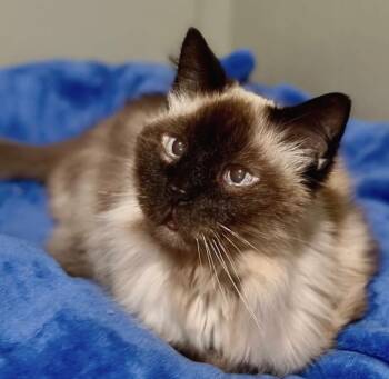 CHUMLEY -  Ragdoll Cat for Adoption in Delhi, Ontario - CHUMLEY | PetCurious