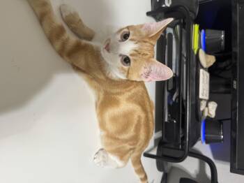 Rescue Domestic Short Hair Cats for Adoption in Schertz, Texas - Leo | PetCurious