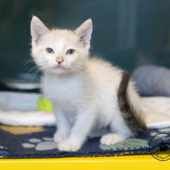 Cheese Touch -  Domestic Short Hair Cat for Adoption in Abilene, Texas - Cheese Touch | PetCurious