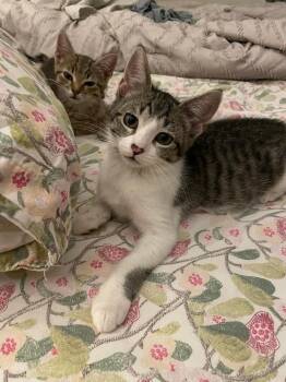 Pepperoncini -  Domestic Short Hair Cat for Adoption in Chicago, Illinois - Pepperoncini | PetCurious