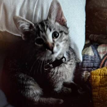 AJ (gray collar) -  Domestic Short Hair Cat for Adoption in Wheeling, Illinois - AJ (gray Collar) | PetCurious