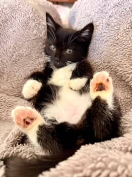 Sorbete (ID 51801) -  Domestic Short Hair Cat for Adoption in Manassas, Virginia - Sorbete (ID 51801) | PetCurious