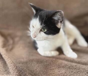 Rescue Domestic Short Hair Cats for Adoption in Wakefield, Quebec - Daisy | PetCurious
