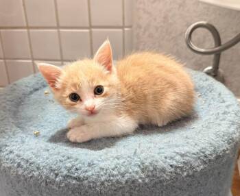 Shasta -  Domestic Short Hair Cat for Adoption in Diamond Springs, California - Shasta | PetCurious
