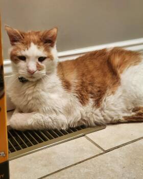 FLUFFY -  Domestic Short Hair Cat for Adoption in Philadelphia, Pennsylvania - FLUFFY | PetCurious