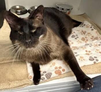 Finnegan -  Siamese and Domestic Short Hair Cat for Adoption in Roseville, California - Finnegan | PetCurious
