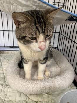 Domestic Short Hair Cats Available for Adoption - Butter Biscuit | PetCurious