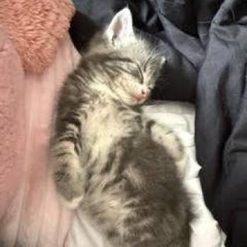Isolde -  Domestic Short Hair Cat for Adoption in Philadelphia, Pennsylvania - Isolde | PetCurious