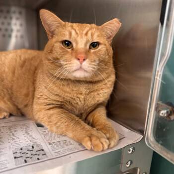 Domestic Short Hair Cats Available for Adoption - Danny Boy | PetCurious