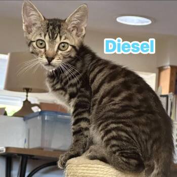 Diesel -  Domestic Short Hair Cat for Adoption in San Tan Valley, Arizona - Diesel | PetCurious