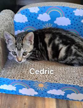 Cedric -  Domestic Short Hair Cat for Adoption in Plattsburgh, New York - Cedric | PetCurious