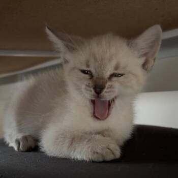 Lilith -  Siamese Cat Available for Adoption in Charlottesville, Virginia - Lilith | PetCurious