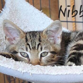 Nibbles -  Domestic Short Hair and Abyssinian Cat for Adoption in Waldorf, Maryland - Nibbles | PetCurious