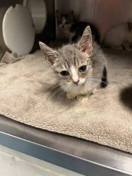 Jarritos -  Domestic Short Hair Cat for Adoption in Gainesville, Florida - Jarritos | PetCurious