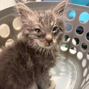 Pekin -  Domestic Medium Hair Cat for Adoption in Charleston, West Virginia - Pekin | PetCurious