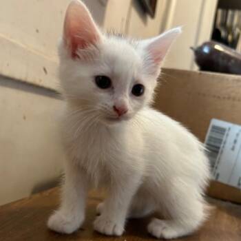 Otis CS 0626 -  Domestic Short Hair Cat for Adoption - Otis CS 0626 | PetCurious