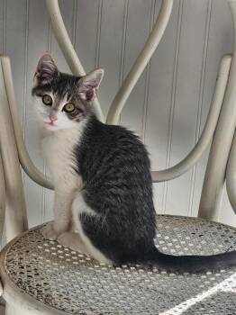 Storm -  Domestic Short Hair Cat for Adoption in Millcreek, Utah - Storm | PetCurious