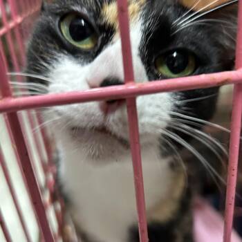 Calico and American Shorthair Cats Available for Adoption - Bella Luna | PetCurious