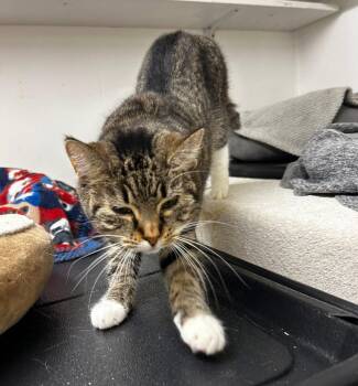 Rescue Tabby Cats for Adoption in Maple Ridge, British Columbia - Pebbles | PetCurious