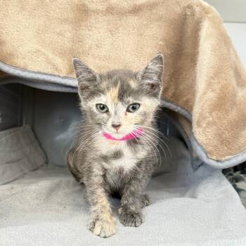 Jeslyn -  Domestic Short Hair Cat for Adoption in Ojai, California - Jeslyn | PetCurious
