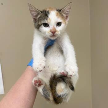 Lulu -  Domestic Short Hair Cat for Adoption in Birmingham, Alabama - Lulu | PetCurious