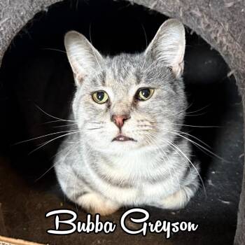 Domestic Short Hair Cats Available for Adoption in Hillsboro, Ohio - Bubba Greyson | PetCurious