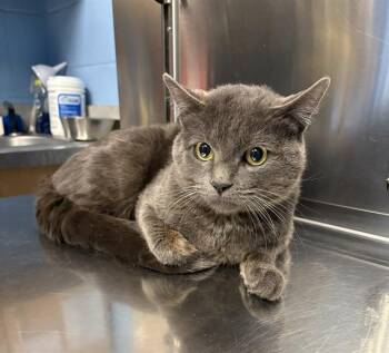 Domestic Short Hair Cats Available for Adoption in Minneapolis, Minnesota - LYNXLEY | PetCurious