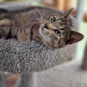 Rescue Domestic Short Hair Cats for Adoption in Littleton, New Hampshire - Bonsai | PetCurious