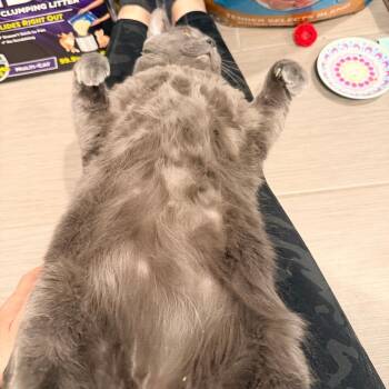 Domestic Short Hair Cats Available for Adoption - Little Grey | PetCurious