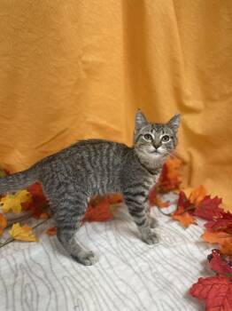 Rescue Domestic Short Hair Cats for Adoption in Upper Sandusky, Ohio - Buzz | PetCurious