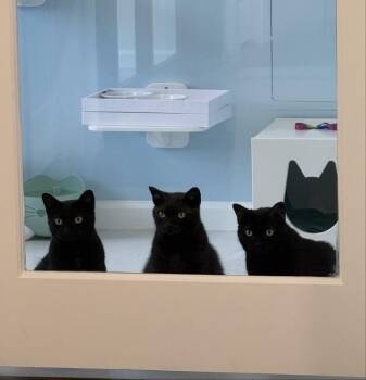 Winston, Siggy, and Mish -  Domestic Short Hair Cat for Adoption in Fairfax, Virginia - Winston, Siggy, And Mish | PetCurious
