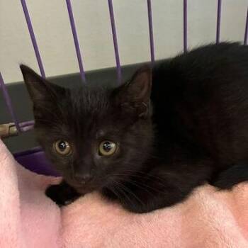 Domestic Short Hair Cats Available for Adoption in Dayton, Ohio - Mocha | PetCurious